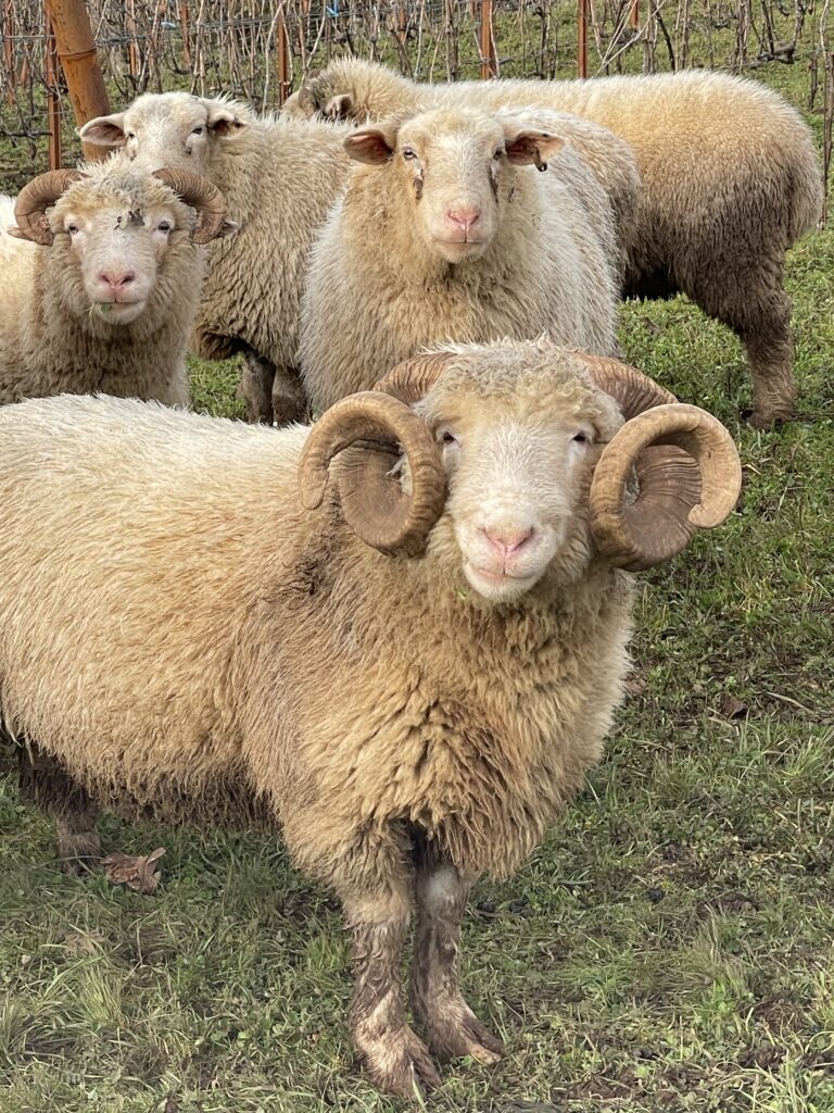 rams & ewes